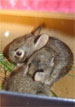 Baby Bunnies Found in Brookfield, IL