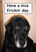 A Labrador Named Pogo, Happily Obtained from Animal Shelter.  He's Actually a Great Pet!