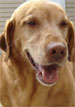 A Labrador/Retriever Mix Named Simba