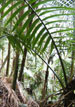 The El Yunque National Forest is thick with vegetation.